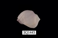 藏品(紫口珊瑚螺)的圖片